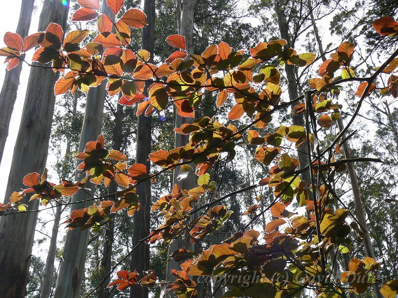 Beech leaves, Tindale Gardens P1040840.JPG